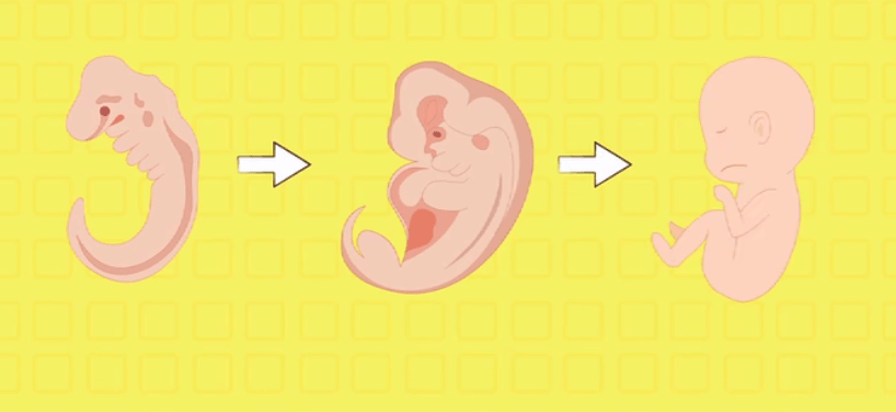 胎儿畸形最易发生在这几周,孕早期同房会导致畸形吗?