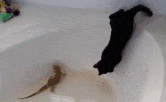 黑猫为摸蜥蜴掉进浴缸喵星人实力演绎后悔到底是什么样子