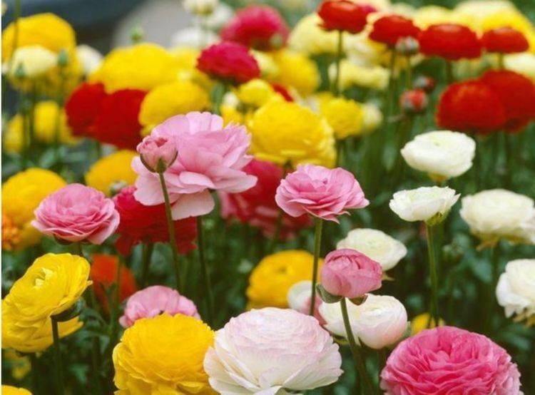 便宜又好看的花朵 dca2b5ed523240108b861faa65afcd96.jpeg
