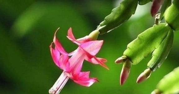 几月份嫁接蟹爪莲为最好 482f5dbe644442c68741a956a984bf3d.jpeg