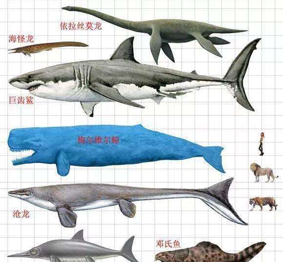 这种鲸鱼和抹香鲸是近亲,却比抹香鲸凶悍,和巨齿鲨也能较量一番