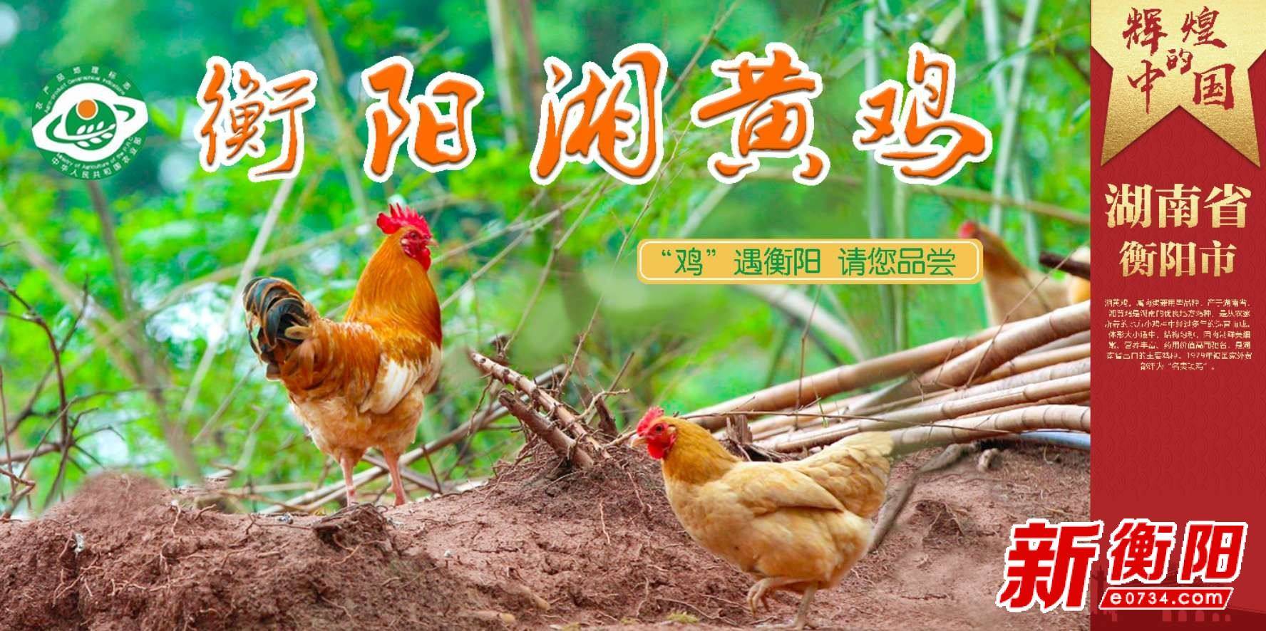 摄影爱好者醉美衡阳湘黄鸡摄影大赛火热开启