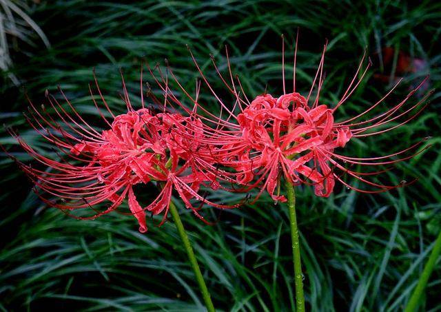 梦境交织，同时梦见蛇与花的深层寓意解析