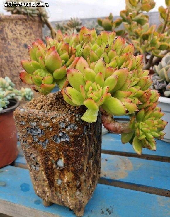 多肉小人祭老桩 e7f6568031fb42019202f44092153f42.jpeg
