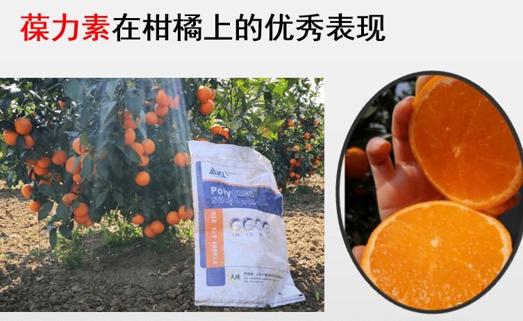 柑橘补充中量元素用什么好_就用葆力素——云南天穗农业
