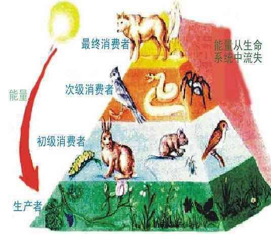 什么是生物链呢 d1d3ec8acd5e4c62bf27f793a68ddd25.jpeg