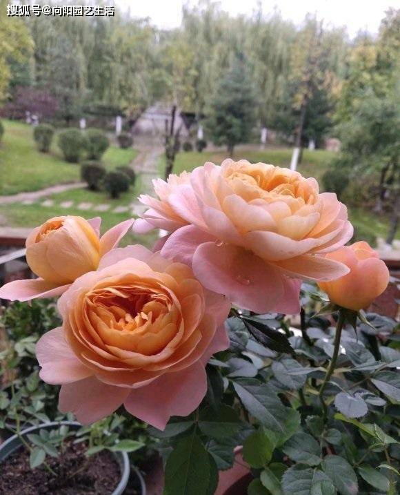 月季修剪后可以马上施肥吗 21c4f49db26b417aa607142a6d07ed00.jpeg