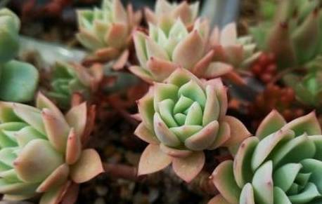 魔法师多肉怎样长高 4d69c01d08c949eeac3110e1828e2ff6.jpeg