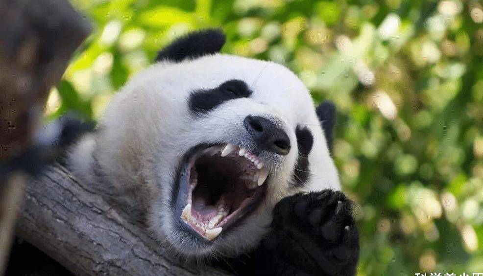 历史上凶猛的食铁兽如今靠卖萌为生熊猫经历了什么