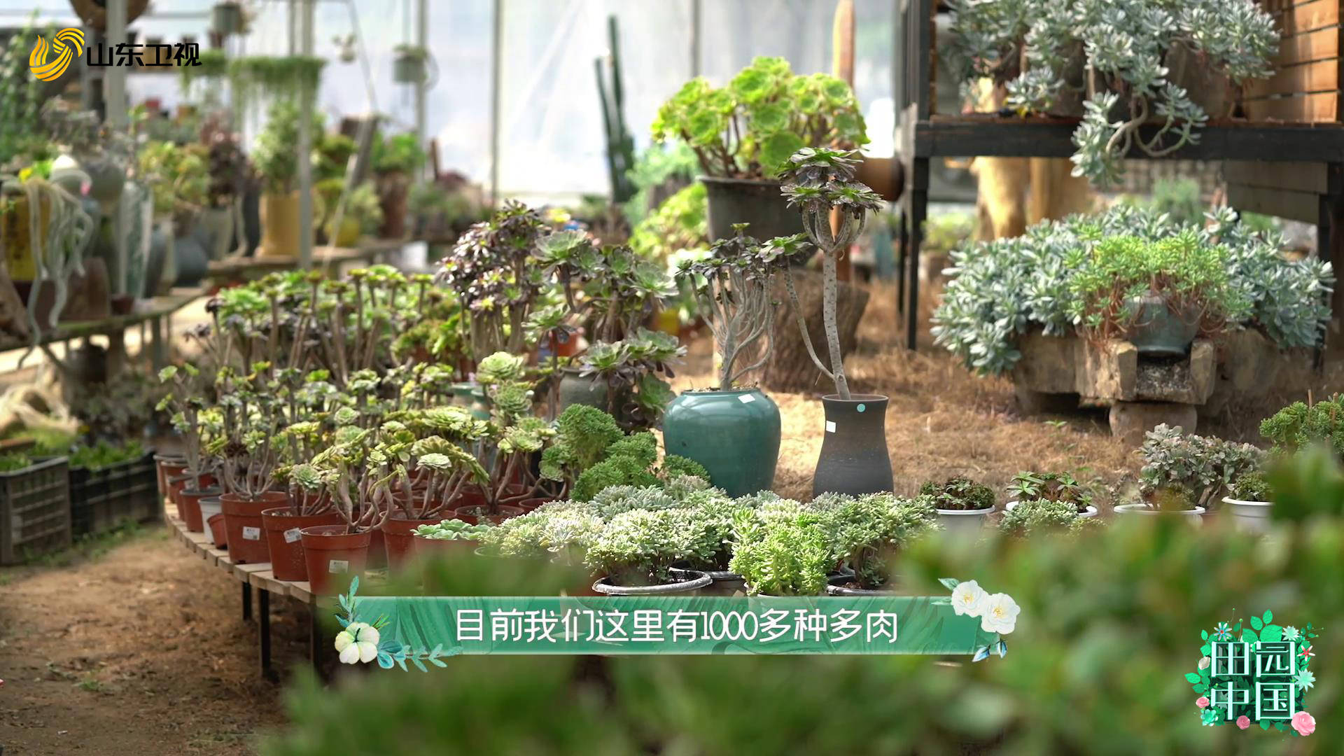 一个花轿70万 《田园中国》带你坐上鲁家村的幸福小火车