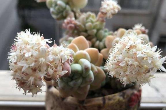 多肉怎么养才会开花 04b2ae4a371a4c85be29813b91253fba.jpeg