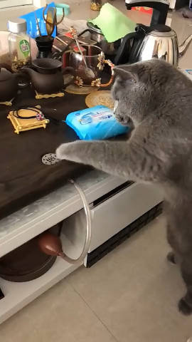 猫为什么特别爱蹭主人的手 9659ed97cb3d4c679affe4577e1085dd.jpeg