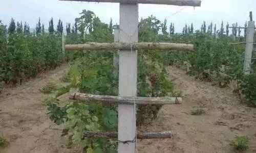 葡萄的架势与设架矮单篱架高单篱架t型架双篱架