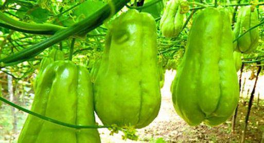 佛手瓜的功效与作用怎么吃 eaa482b0907c4be3bc7a8d43d9f9e820.jpeg