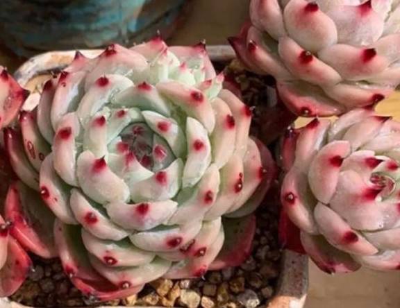 多肉小白药使用方法 011fb061d22149d6a9e2dd9dc34017c7.jpeg