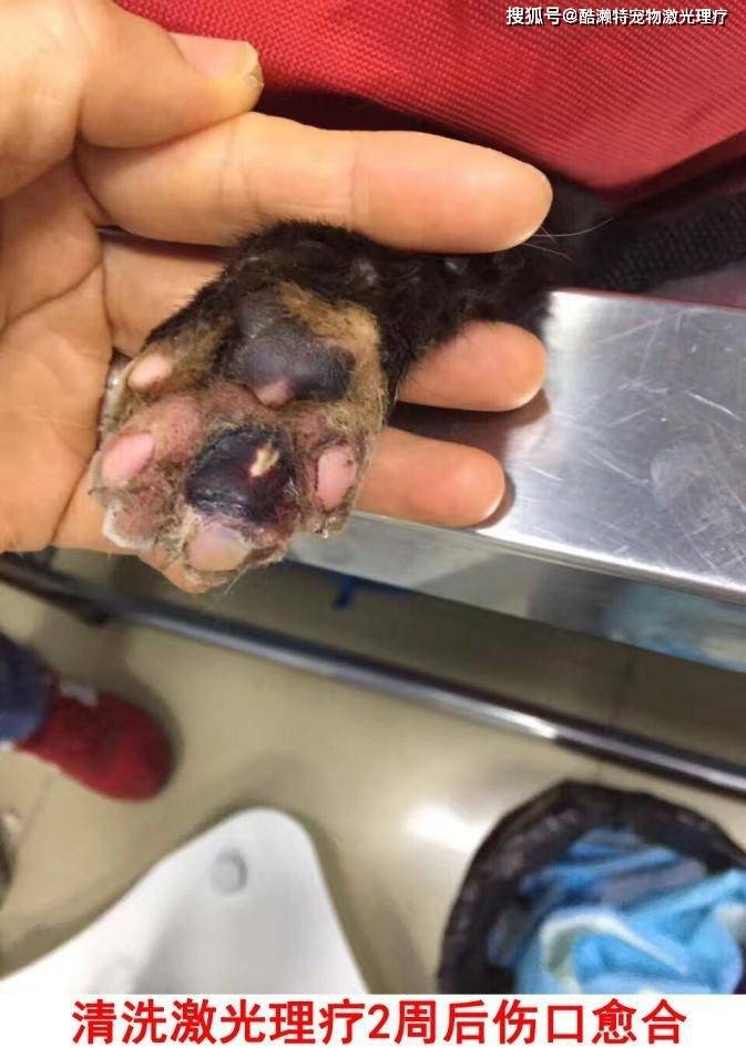 一例激光治疗猫脚肉垫裂开溃烂的治疗报告