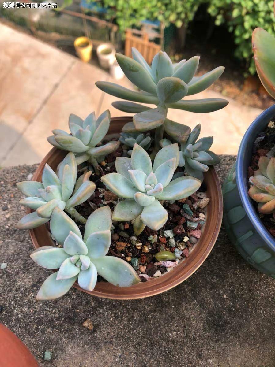多肉种植土壤技巧 2a52d474ba6f492cbf828416e342fa6c.jpeg