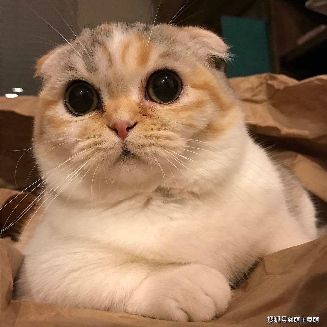 喵星人圆圆的脑袋就是这么可爱