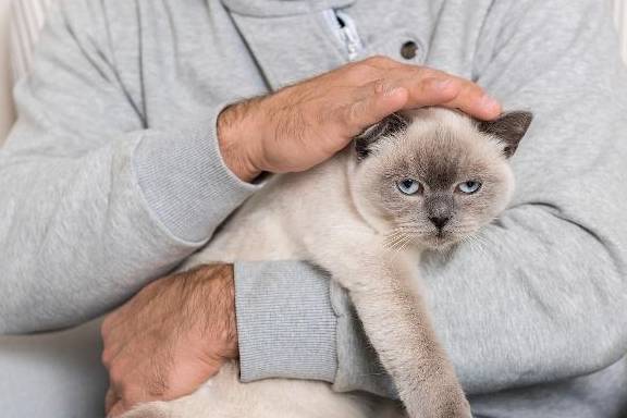 什么宠物猫不容易掉毛 87b139a9d81440929a16c132b8c260a9.jpeg