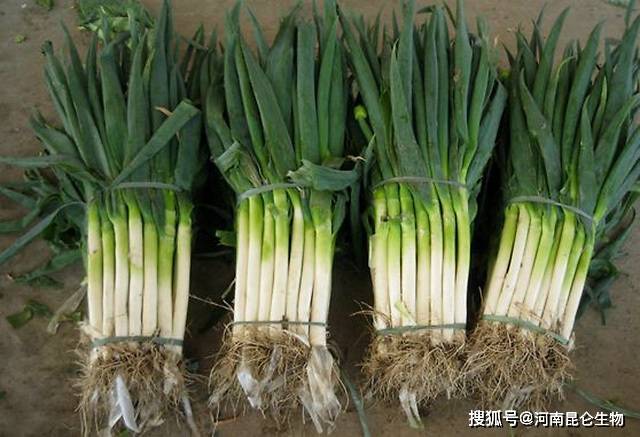 什么菜用到葱 8861734b44b748399c0261328e54d9d0.jpeg