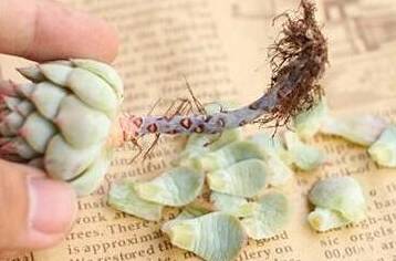 多肉怎样度过高温期 c67c00a556ce4c638442a1edd3c1a572.jpeg