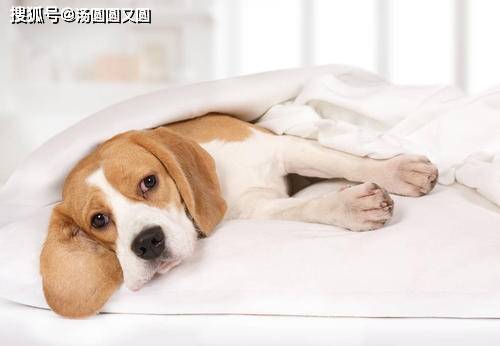 狗为啥会得癌症 3fc613bcfc954507817d7d89c7d281f4.jpeg