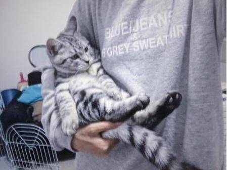 抱猫的4种方式,主人学会了,猫咪不挣扎!