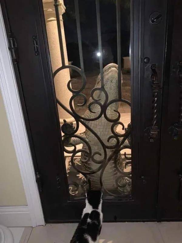 安全感|喵和鱼睡一起,是不是更有安全感?