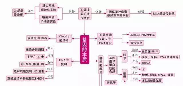 高中生物必修2思维导图(一轮复习)