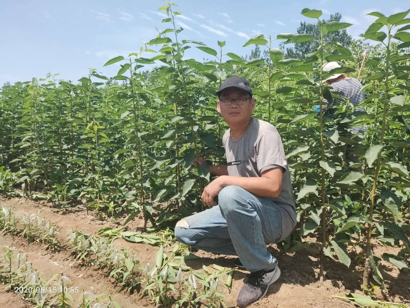 鲁樱3号樱桃苗新起之秀