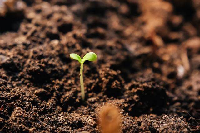 经期怎么吃山楂
