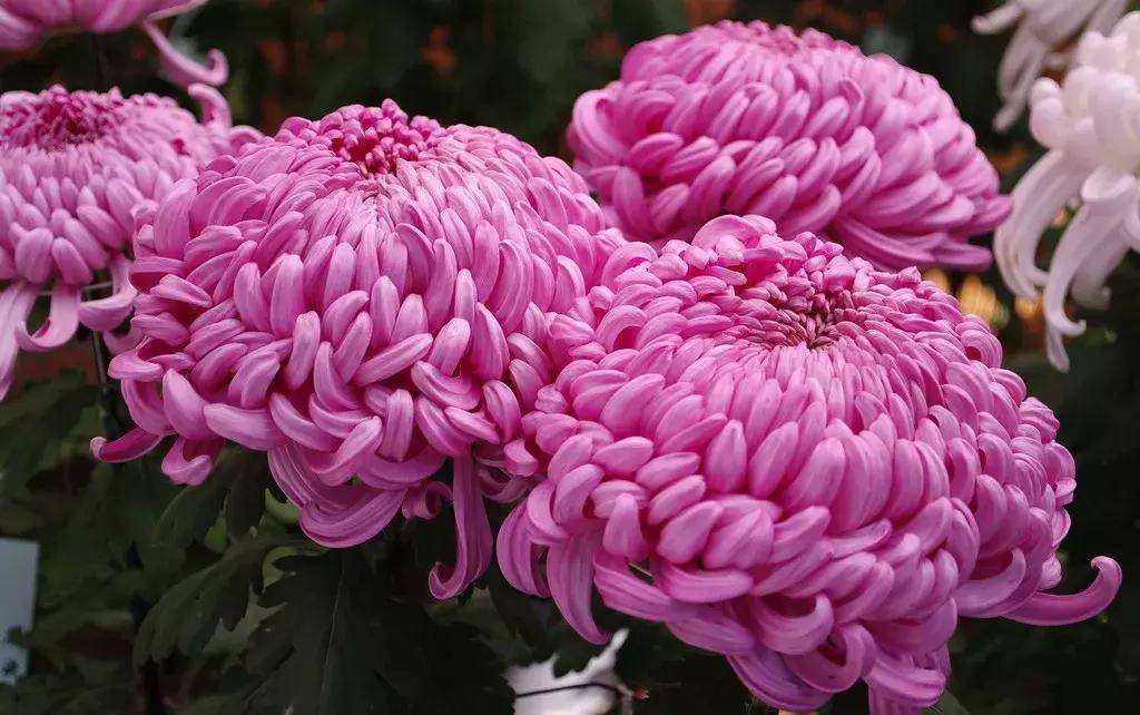 58f656ed707a4cd985e1de600a257f72.jpeg