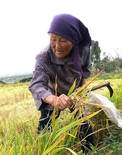 郯城:农民节约粮食从点滴做起