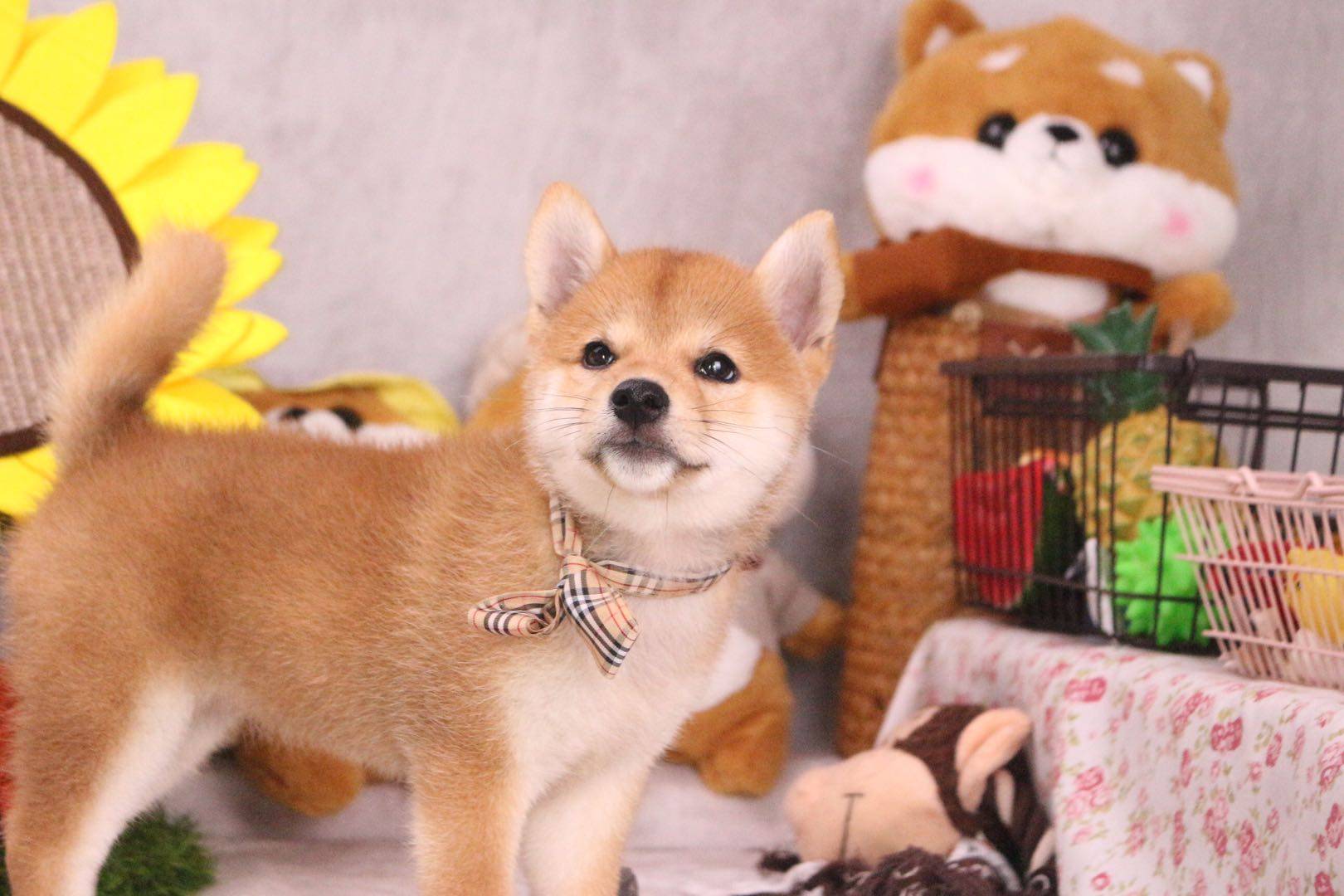 柴犬排名_柴犬头像(2)