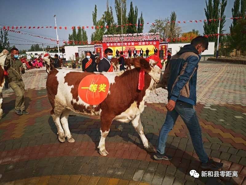 新和县塔木托格拉克乡抓牛产业带动群众脱贫致富