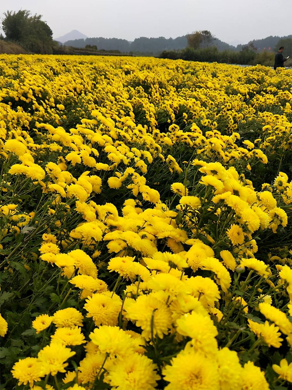 金丝皇菊价值高，南北方栽种有差异，如何管理_搜狐网