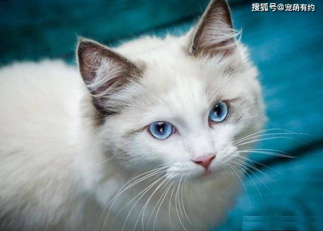 原创猫中女神:优雅而迷人波米拉猫,源于一个美丽,完美的结合