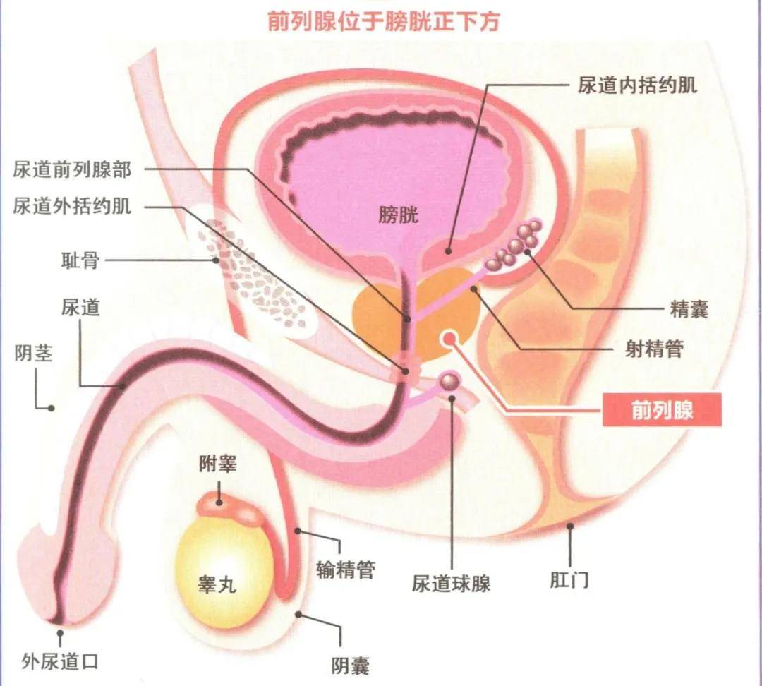 为什么前列腺炎发病率如此高?_男性