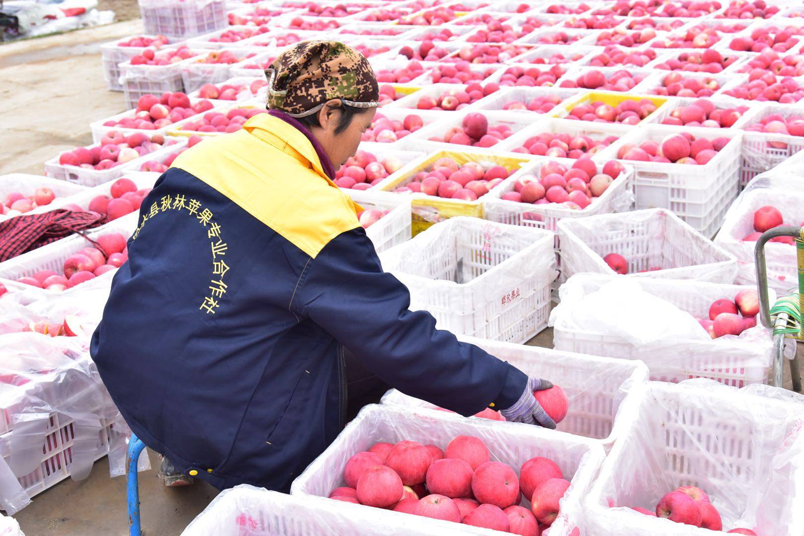 魅力|金秋送爽魅力果乡，白水苹果亿万人民的口福!