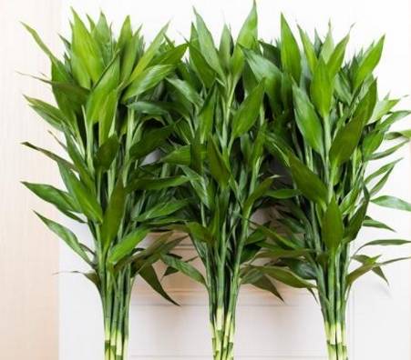 富贵竹几天可以生根 2362f1c3612c4e8cb889db142f02ffdb.jpeg