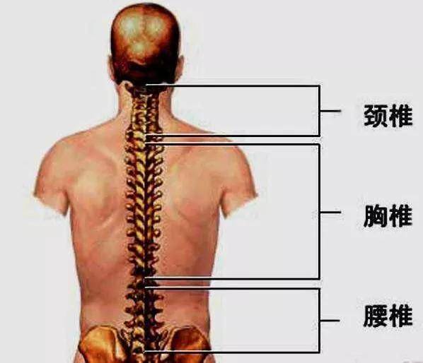 胸椎,占脊椎的第8—19节. 与颈椎向前曲不同,胸椎是向篌凸的.