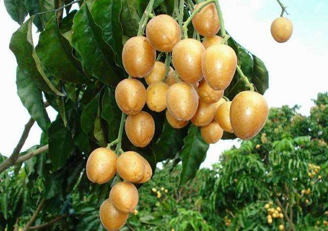 黄皮是热带水果吗 84a30b1fe639449cbc5edc14b1cfe58e.jpeg