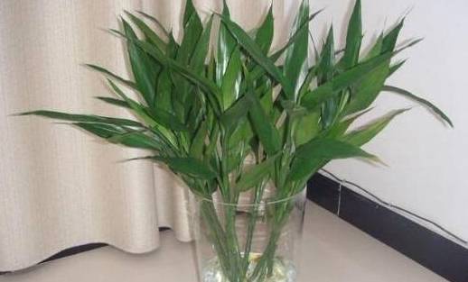 富贵竹几根各有什么寓意 89e824f78d704d138bd956b7c4c7ca67.jpeg