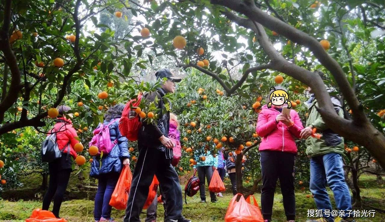 亲子成都南边的小千岛湖摘橘子钓生态鱼耍一天刚好