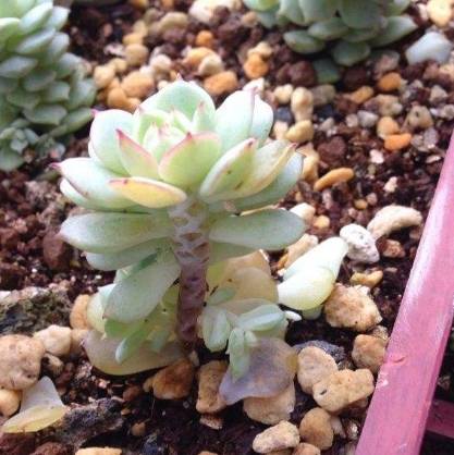 多肉小红衣价格 bc62a8c714cf4dc495e2eaf404555f56.jpeg