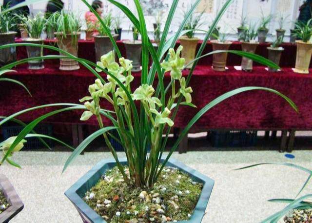 兰花冬天几度要搬进室内 cdc925eb09bc4cacaaf5e8ce2f6f7301.jpeg