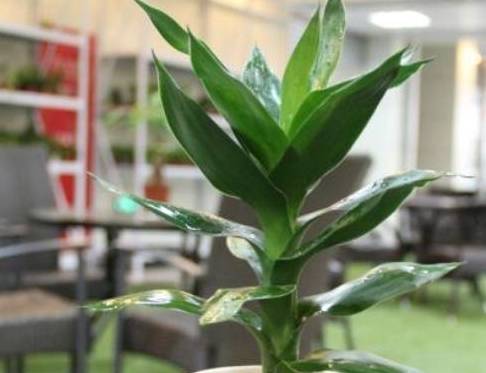 富贵竹怎么养才能更旺盛 f3c1e8e3061c45d4bddfd329c39e616c.jpeg