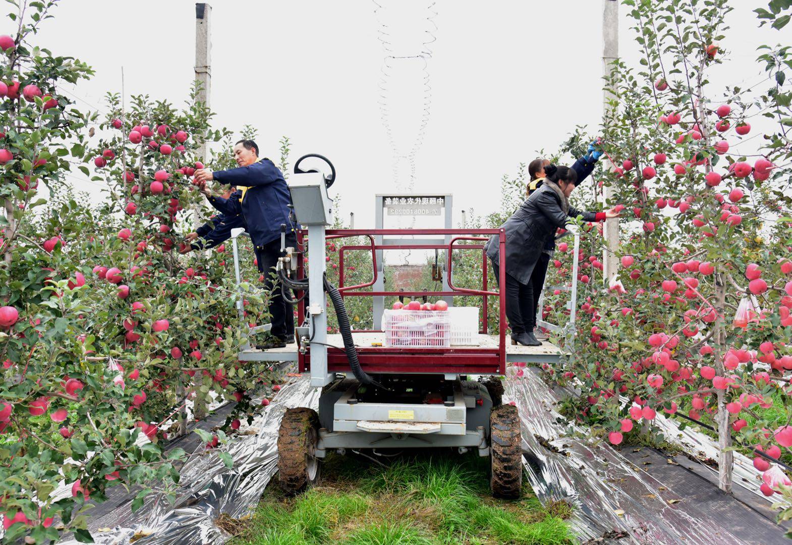 魅力|金秋送爽魅力果乡，白水苹果亿万人民的口福!