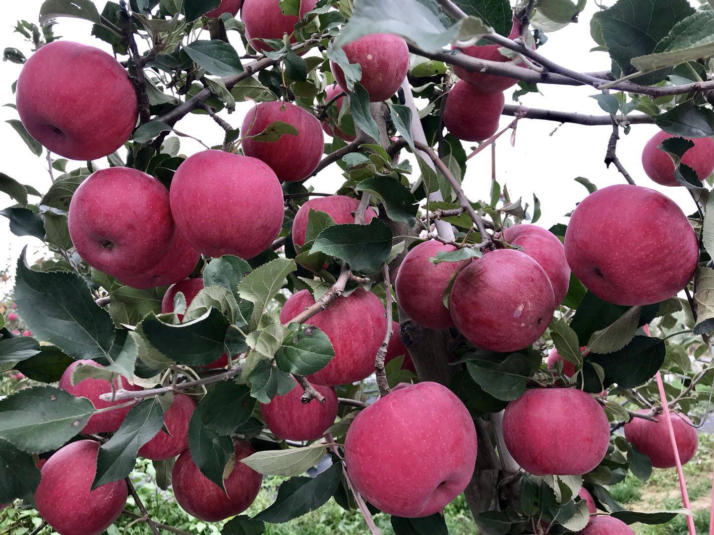 魅力|金秋送爽魅力果乡，白水苹果亿万人民的口福!