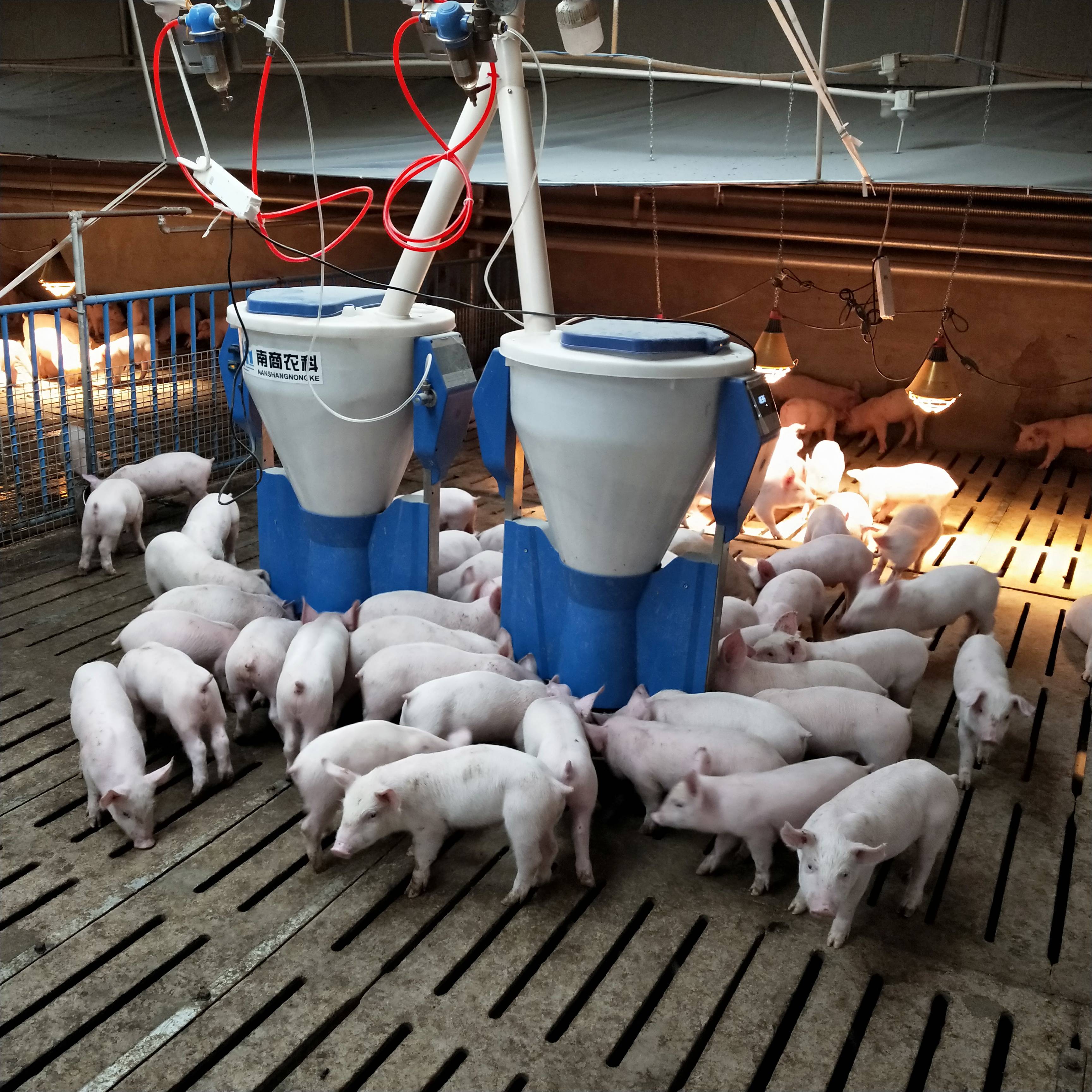 淘汰传统饲喂,小智倌-保育饲喂系统凭什么现身各个养猪场?